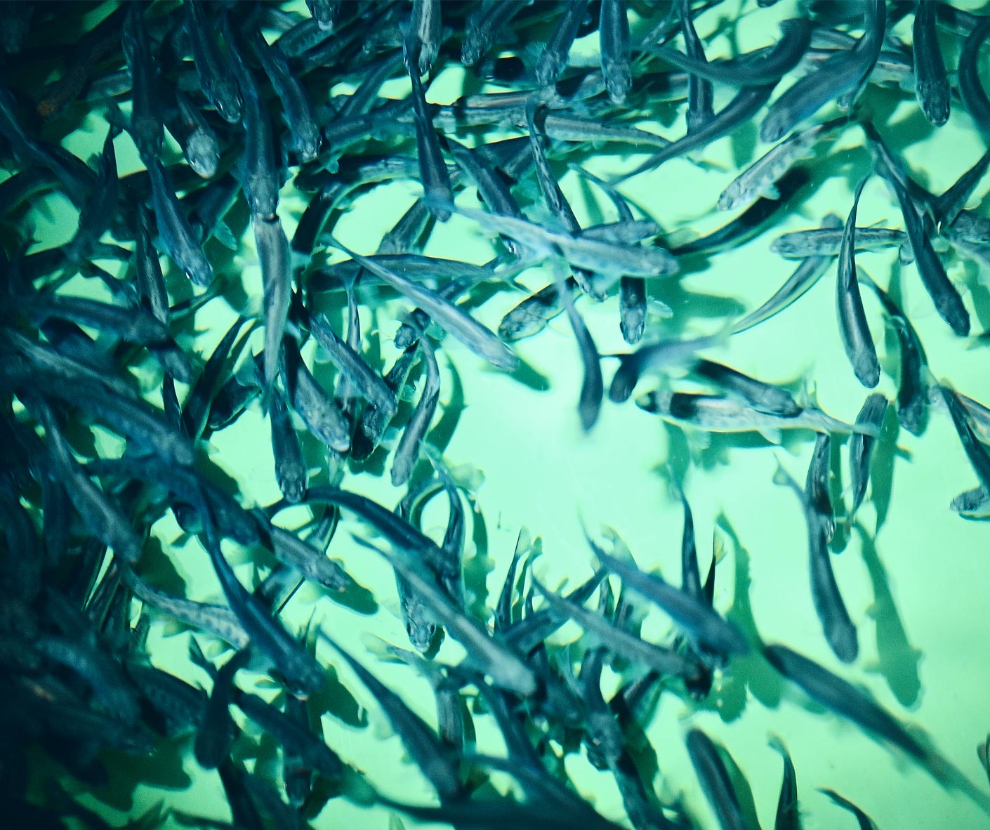 Strategija lokalnega razvoja za LASR Alpske reke potrjena